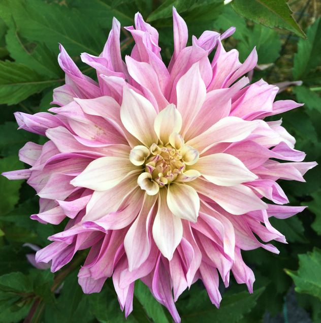 Dahlia Labyrinth Two Tone